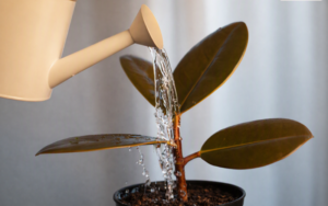 Watering over indoor plant leaves.